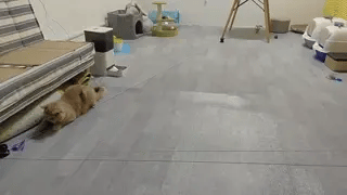 Elektrisch Katten Speelkoord | Actieve Katten Gezond Gewicht