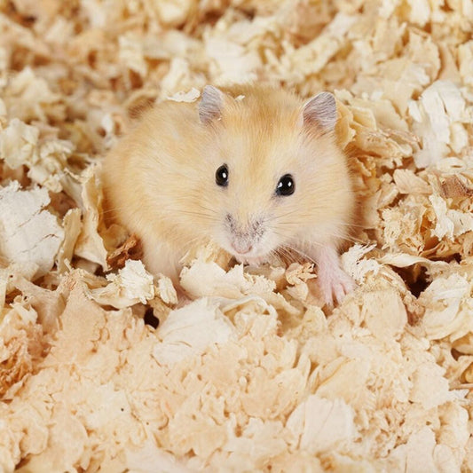 Zacht houtschaafsel 2.5kg | Absorptie & Geurcontrole